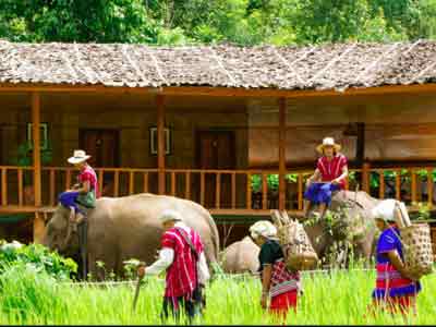 Karen Hill Tribe Lodge elephants