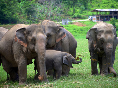 camp elephants 2