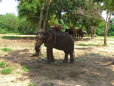 Camp d'elephant